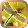 Get Animals Divine Tarot for iOS, iPhone, iPad Aso Report