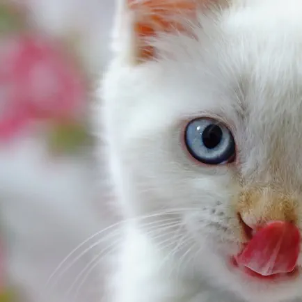 Photos chats mignons Читы