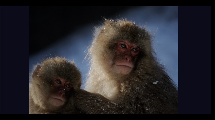Snow Monkeys screenshot-4