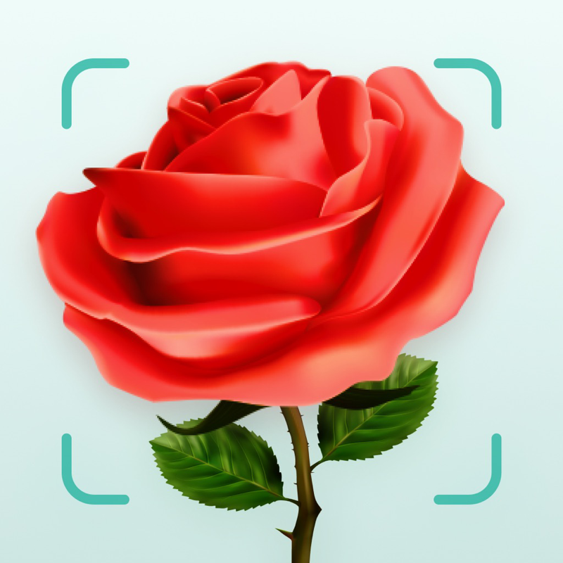 Plant identification and care