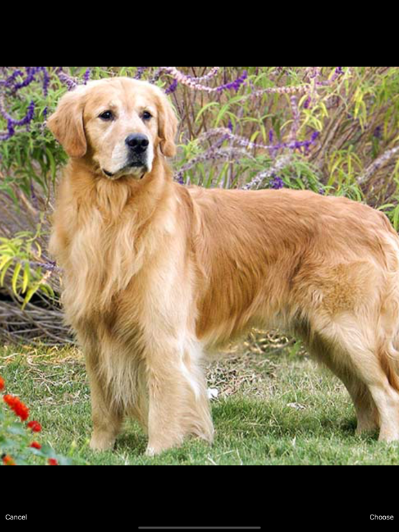 Dogs Pedia: Breed identifier iPad screenshot 5 - Education app