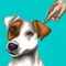 Dog of my dreams est l'application qu'il vous faut pour dresser votre chien