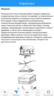 Птицы зимой айфон картинки 4