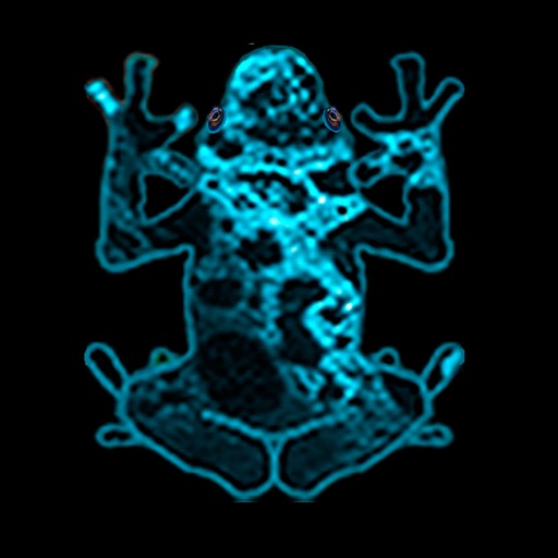 Baby Frogs icon