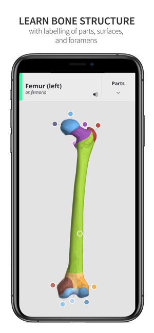 Anatomyka Skeleton(圖3)-速報App