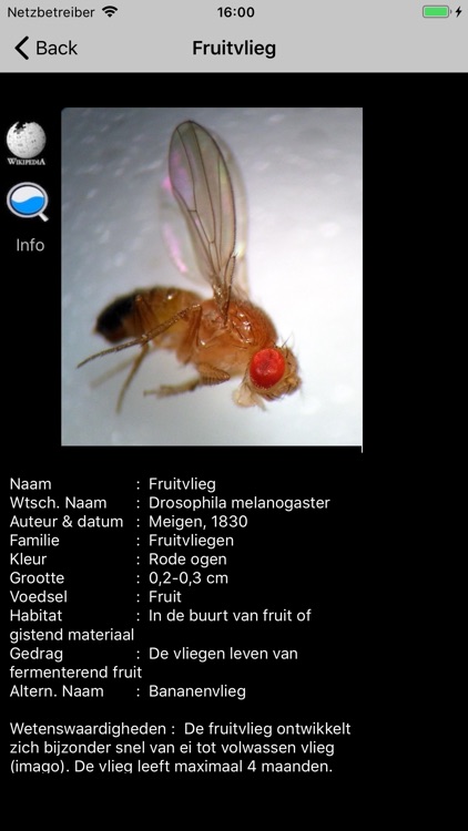 Insecten screenshot-4
