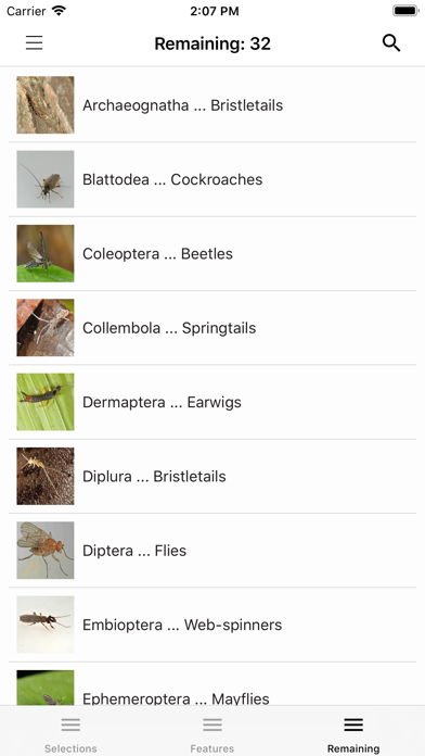 Key to Insect Orders - Revised Screenshot