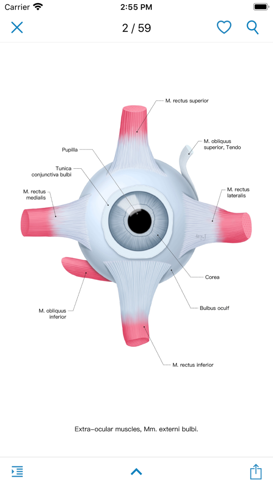 Ocular Anatomy Atlas - 1.1.0 - (iOS)