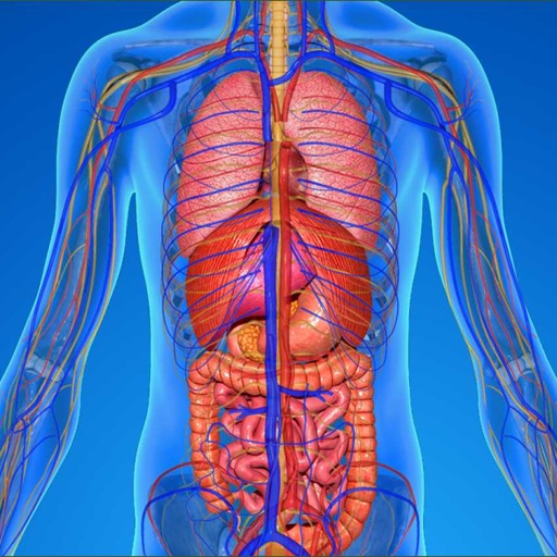 Innere Anatomie Testfragen