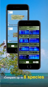 All Birds PR -> Antigua screenshot
