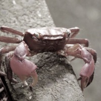 Crabhome