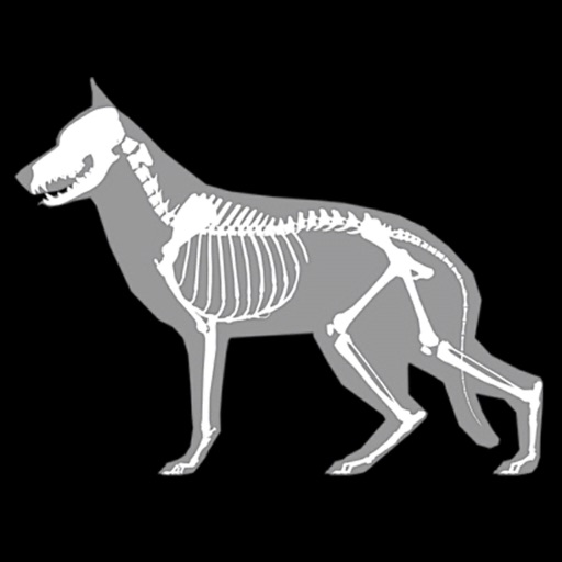 3D Canine Anatomy Download