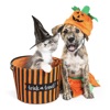 Halloween Pets Sticker Pack