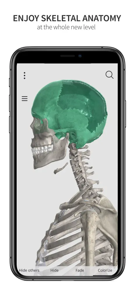 Anatomyka Skeleton