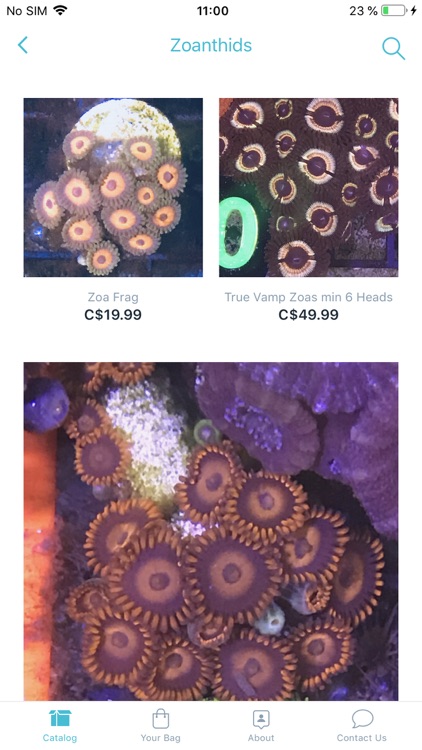 Concrete Blonde Corals Store