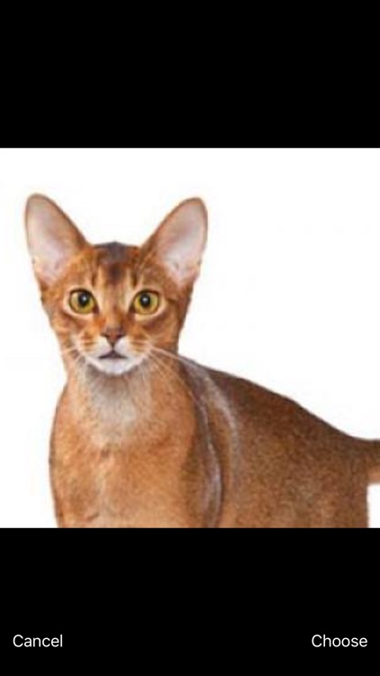 Cats Pedia: Breed identifier screenshot-4