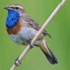 UK Birds and Sounds