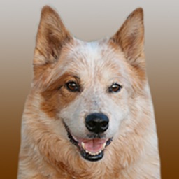 Chien, disque et vent