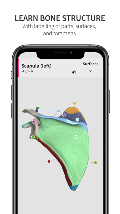 Anatomyka Skeleton Screenshot