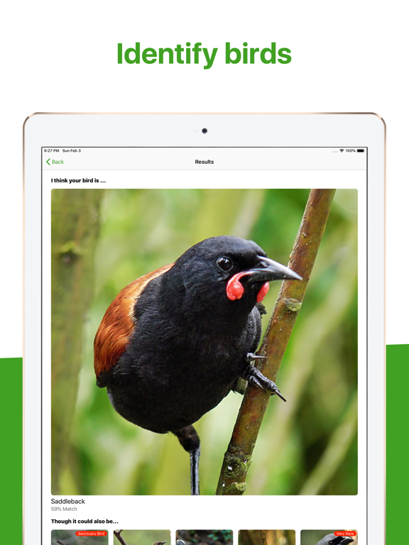 Bird Nerd NZ iPad screenshot 4 - Reference app