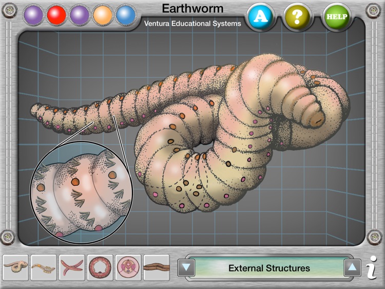 Earthworm Anatomy