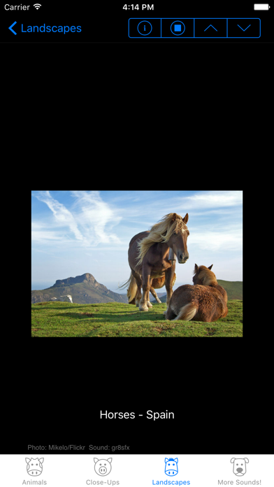 Farm Animal Sounds & Noises Screenshot