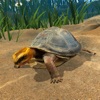Box Turtle Simulator icon
