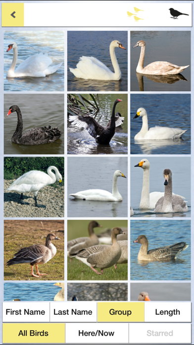 Pocket Bird Guide, Netherlands Screenshot