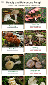 Shroomify - Mushroom ID USA screenshot