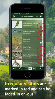 all birds germany problems & solutions and troubleshooting guide - 3