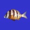 This guide to the marine fish of Southern Africa is a comprehensive study of the species likely to be encountered in the waters of the region