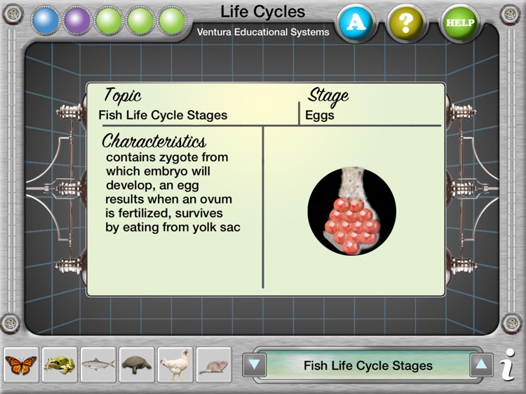 Interactive Life Cycles