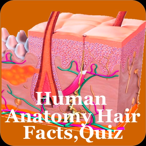 Human Anatomy Hair Facts,Quiz