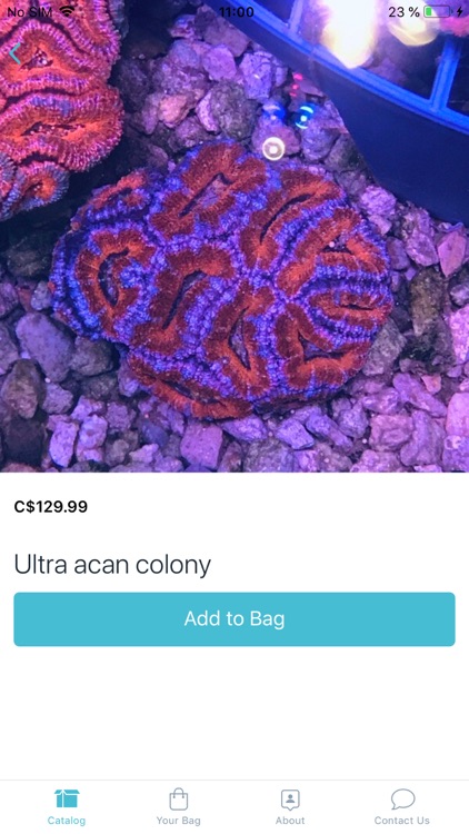 Concrete Blonde Corals Store screenshot-7