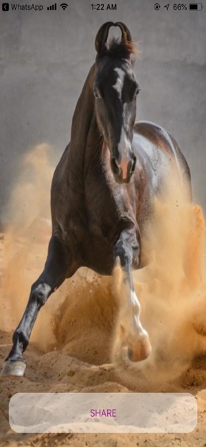 Horses - A Gift App