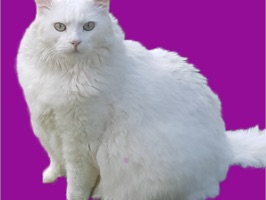 Big white cat sticker selection for your enjoyment