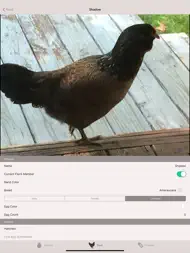Mother Hen ipad bilder 1