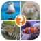 Animals Quiz - Word Pics Game