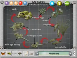 Game screenshot Interactive Life Cycles apk