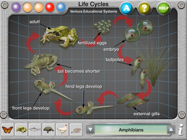 Interactive Life Cycles