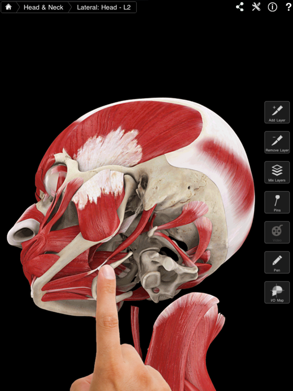 Screenshot #5 pour Muscle System Pro III