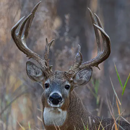 Ultimate Deer Calls Читы