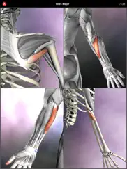 anatomy quiz pro ipad capturas de pantalla 2