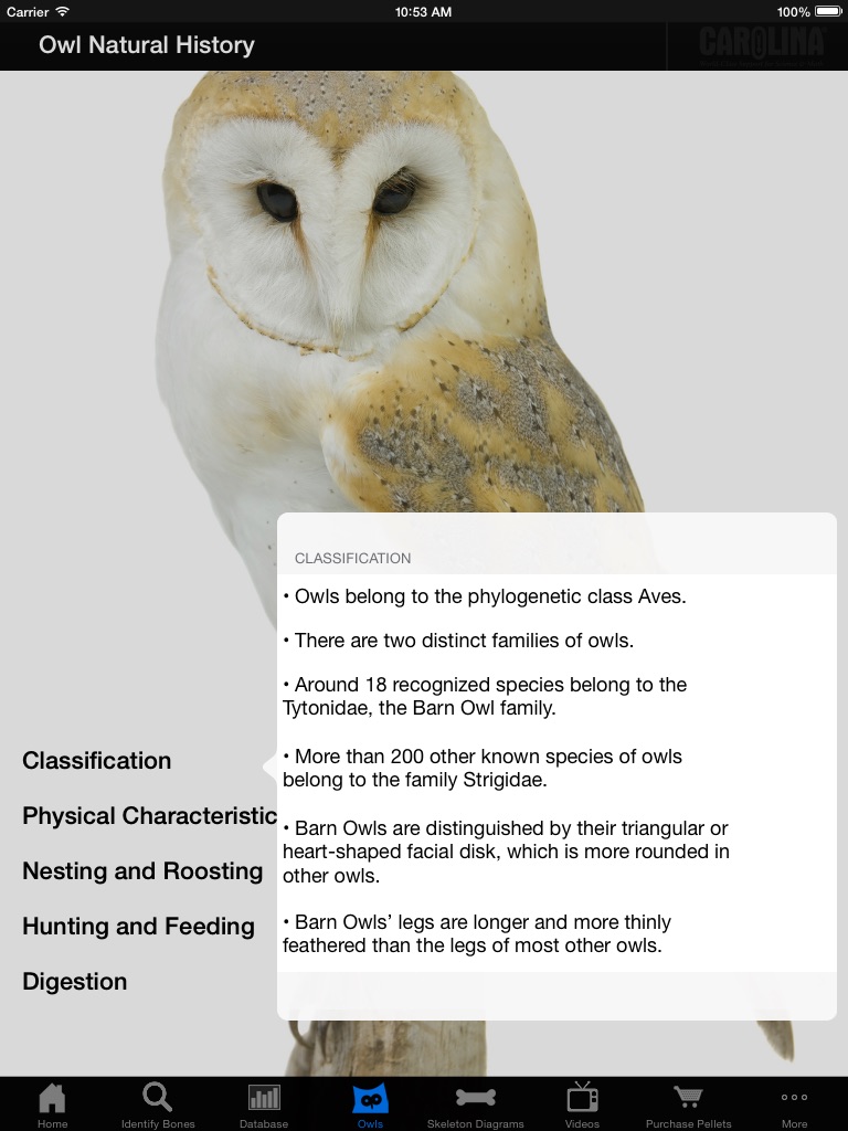 Owl Pellet Activities HD screenshot 4