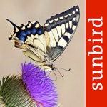 Download Butterfly Id - UK Field Guide app
