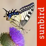 Butterfly Id - UK Field Guide App Support