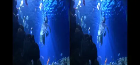 Aquarium Videos 3D