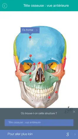 Game screenshot Mémofiches Anatomie Netter hack
