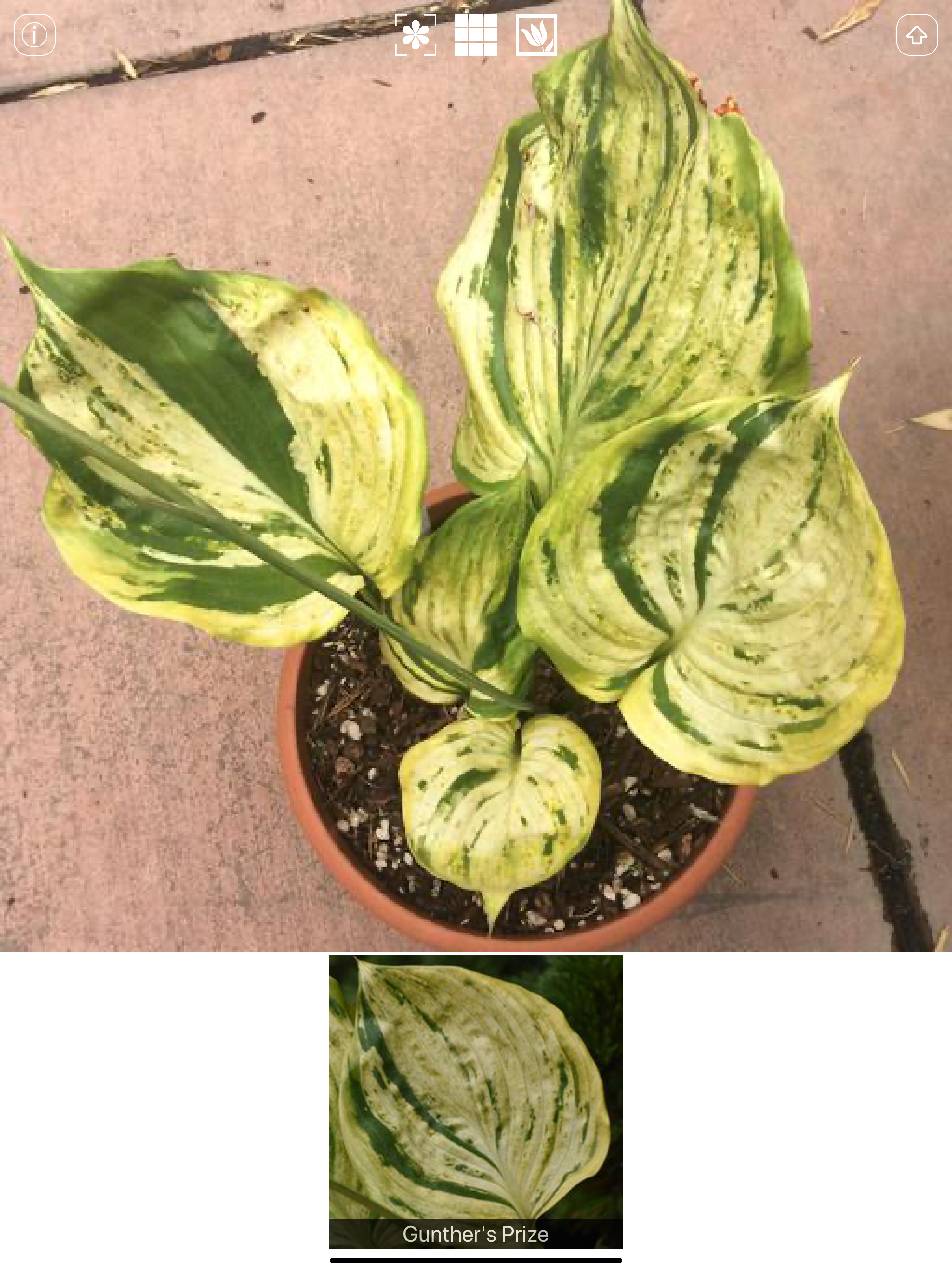 Hostas