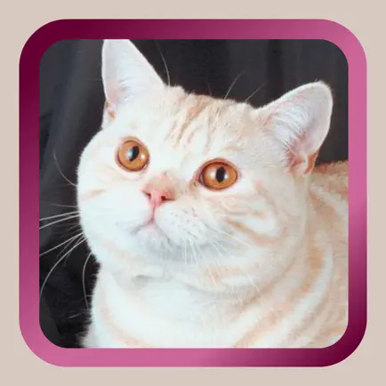 Kitty Cat Mah Jongg Solitaire Читы